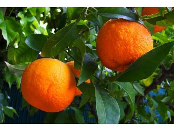 پیش بینی تولید 5000 تن نارنج در بابل