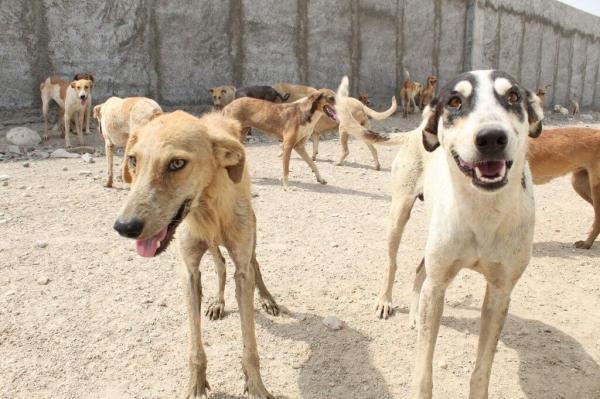 ایده جالب شهردار سنندج برای ساماندهی سگ های ولگرد ، استفاده از صندوق های خیریه برای نگهداری سگ ها