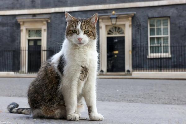 لری گربه یک روباه را از ساختمان نخست وزیری فراری داد