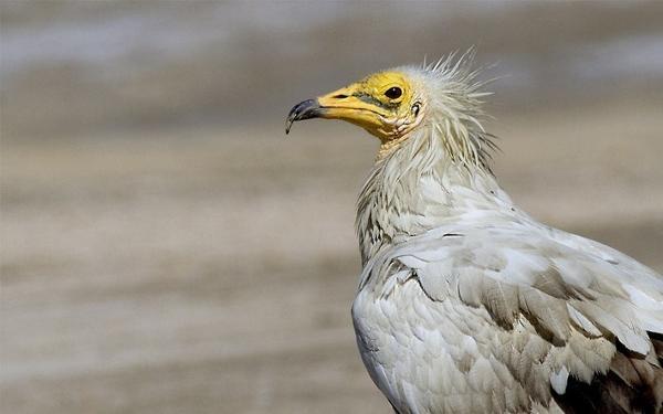 کرکس شاه در حال انقراض؛ پرورش این حیوان نادر در تایلند