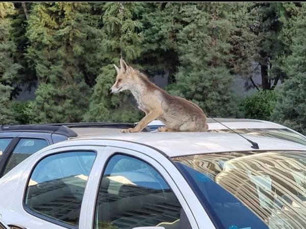 روباه زیرک مسافر یکی از خودرو های شهرک امید شد!